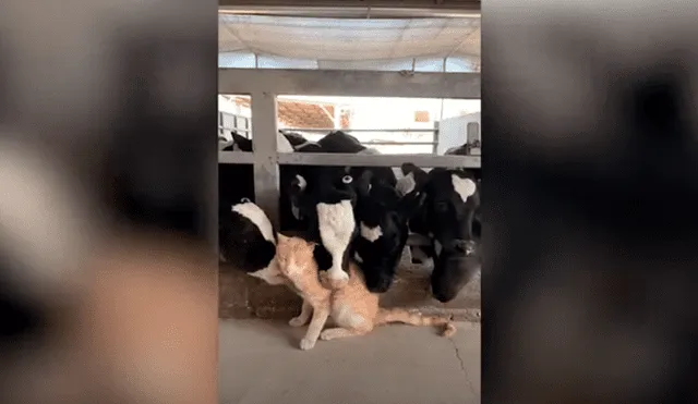 Desliza las imágenes hacia la izquierda para apreciar el amoroso momento entre un gato junto a un rebaño. Foto: Caters Clips.