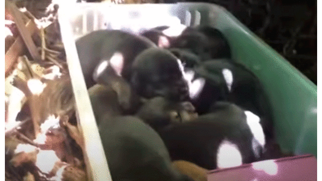 Los trece cachorros fueron puestos a salvo. Foto: captura YouTube.