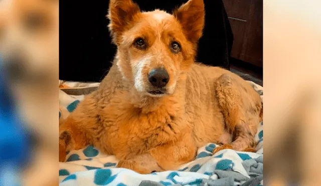 Facebook viral: perro fue abandonado por su sobrepeso, una mujer lo adopta y luego de meses luce así