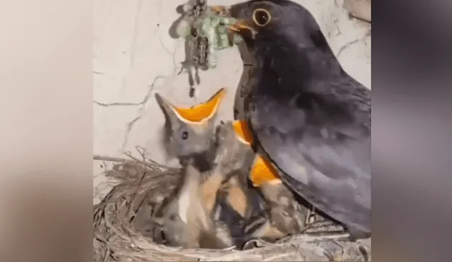 YouTube viral: Mamá pájaro le da cruel lección a su polluelo más 'hambriento' [VIDEO]