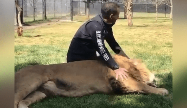 Un video viral de Facebook registró el momento en que un cuidador de leones ingresó al recinto de uno de los felinos.