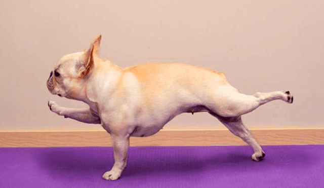 ¿Sabías que existe el yoga para perros? Conoce aquí los beneficios