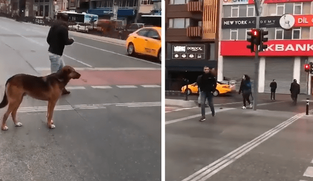 Facebook viral: perro educado espera que semáforo cambie a rojo, pero peatones no lo hacen [VIDEO]