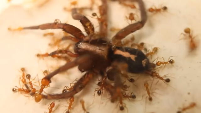 Vía Facebook: Hormigas de fuego lanzan feroz ataque contra araña lobo y desenlace impacta a miles
