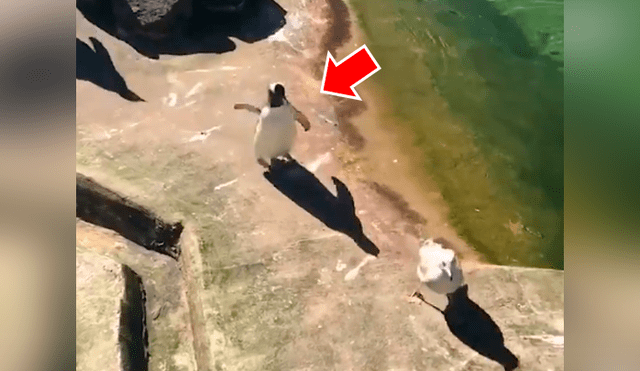 Facebook viral: pingüino no quiere que ave tome agua de su laguna y lo ataca sin piedad [VIDEO] 