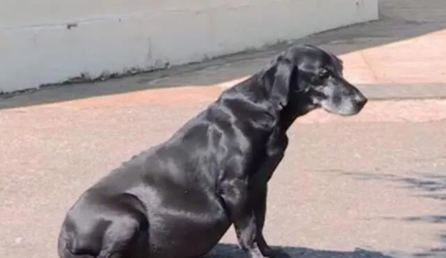Desliza las imágenes para ver más sobre este perro que se ha robado el corazón de miles en las redes sociales por su lealtad. (Foto: captura / G1 Globo)