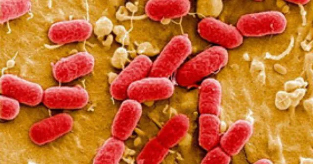 EE.UU.: Mujer muere por una bacteria ‘resistente a todo’