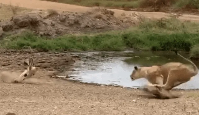 Desliza hacia la izquierda para ver el momento en que la leona ataca  gacela, escena que es viral en YouTube.