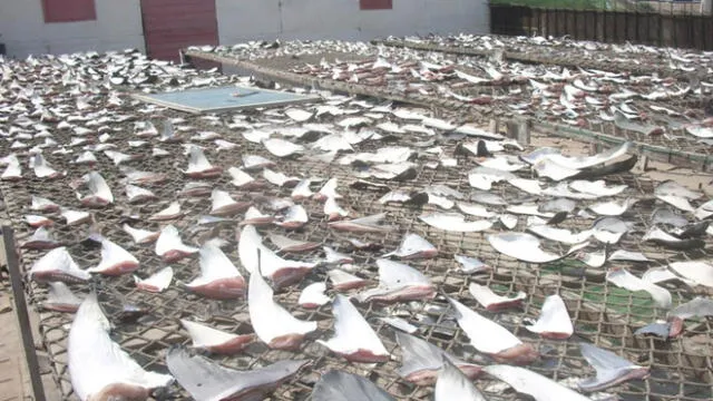 En el Día Mundial del Medio Ambiente, aún se sigue combatiendo la pesca ilegal y tráfico de madera.