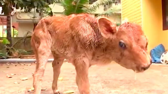 Vaca da a luz a ternero con extraña enfermedad: tiene dos cabezas, cuatro ojos y dos bocas [VIDEO]