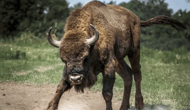 Este no sería el primer caso, en el mes de mayo una mujer de 72 años fue herida por un bisonte tras acercarse demasiado. Foto: referencial.