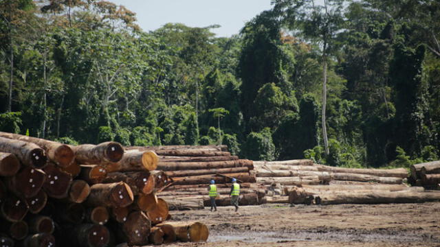 La trazabilidad de la madera: herramienta de bienestar económico, ambiental y social