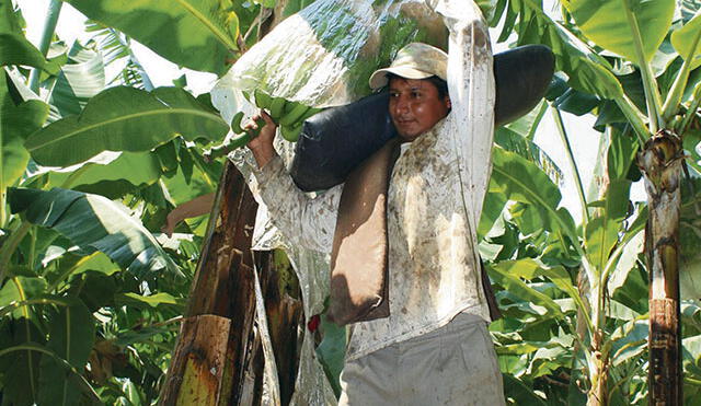 Mujeres wampis exportan banano de bosques conservados a Ecuador