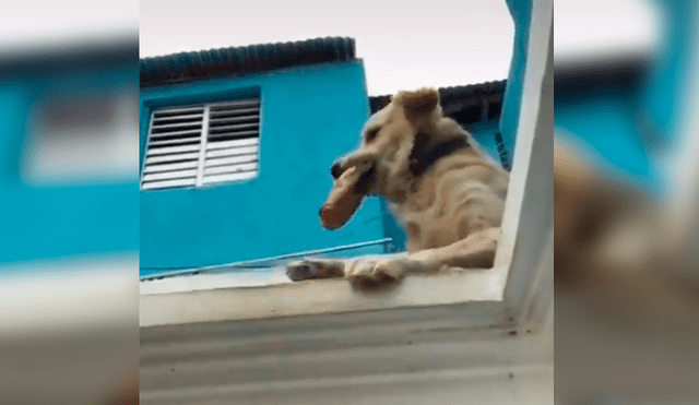 Desliza las imágenes hacia la izquierda para observar la travesura que cometió un perro ante un descuido de su dueño.