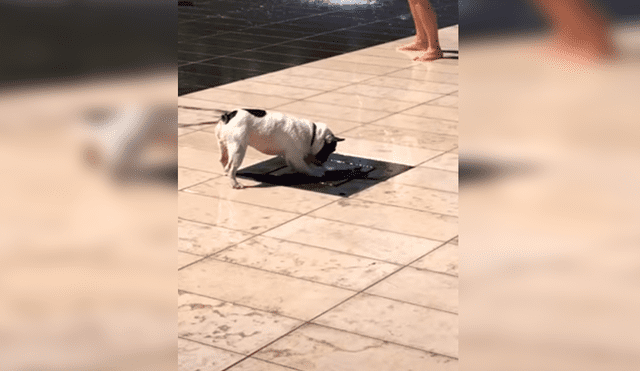 Facebook viral: pequeño perro no soportó la ola de calor y se dio tremendo 'chapuzón' en pileta [VIDEO] 