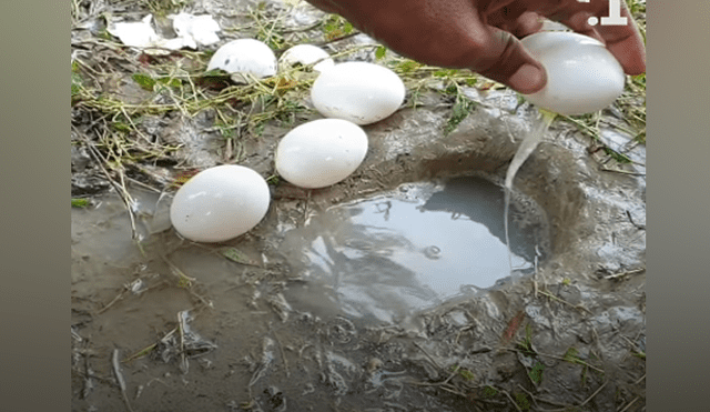 Desliza hacia la izquierda para ver los peces que aparecen en el video viral de Facebook.