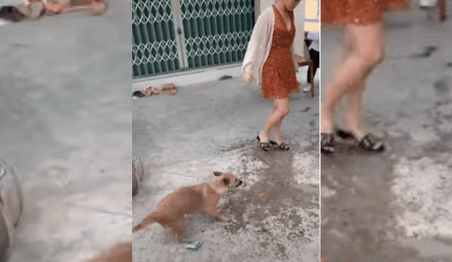 Video es viral en TikTok. El can quería obtener la atención de la mujer y usó una singular estrategia para que ella le haga caso. Fotocaptura: YouTube