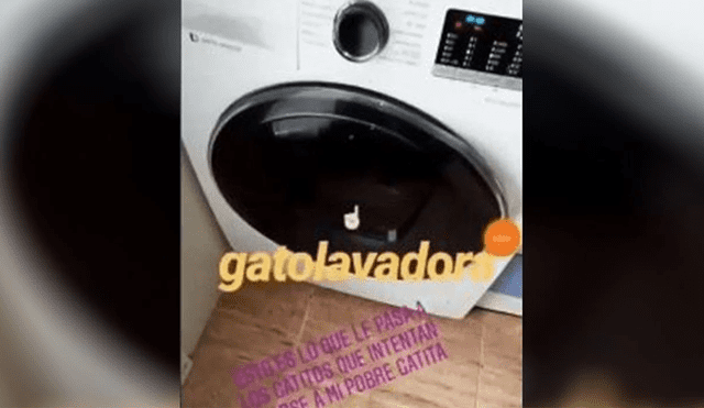 En Instagram grabó asesinato de gato en lavadora y la sanción es contundente [VIDEO] 