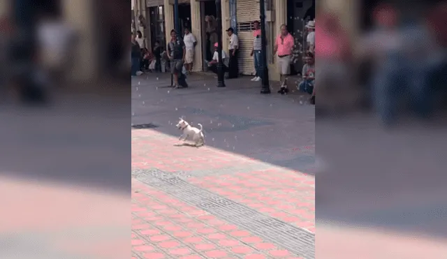 Desliza las imágenes hacia la izquierda para observar la entusiasmada actitud de un perro al jugar con burbujas en la calle.