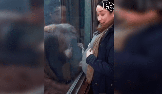En Facebook, un orangután se emocionó al percatarse de la presencia de una embarazada en su recinto.