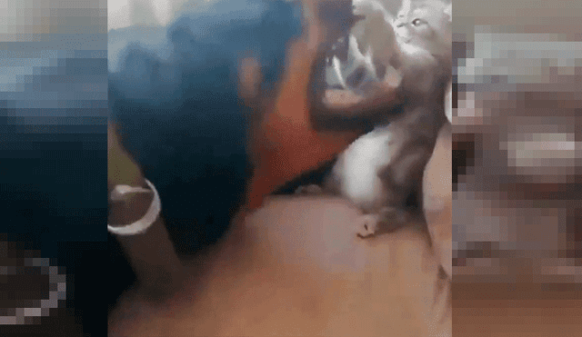 YouTube viral: deja a su rottweiler junto a pequeño gato y cuando regresa los encuentra en una desconcertante escena [VIDEO]