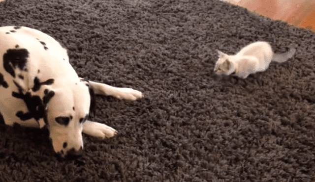 En YouTube se hizo viral la tierna reacción de un perro al conocer al nuevo gato bebé de la familia.