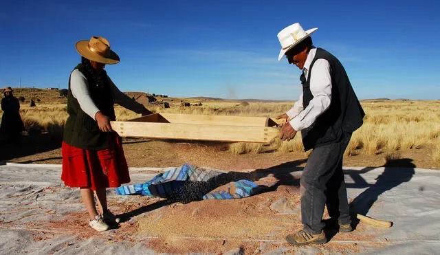 Programa de Naciones Unidas benefició a más de 3 mil productores de quinua en Perú
