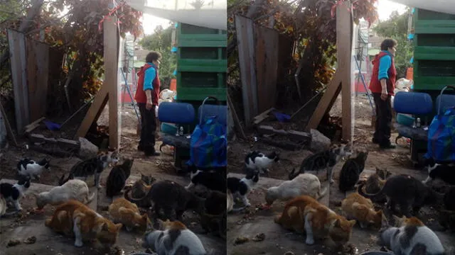 Los Olivos: acusan a serenos municipales por maltrato animal [VIDEO]