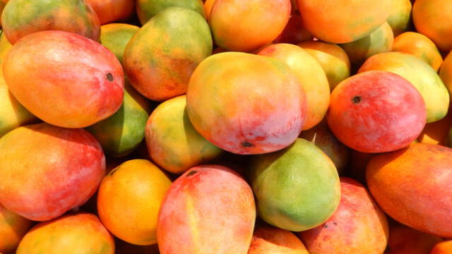 Mangotón, el panetón de mango de los estudiantes de la Universidad de la Frontera