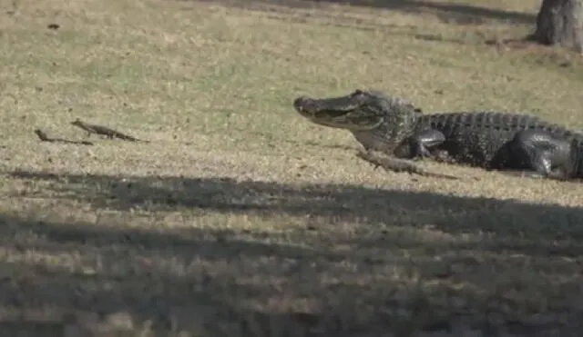 Facebook: caimán gigante irrumpe en campo de golf en compañía de sus 16 crías 
