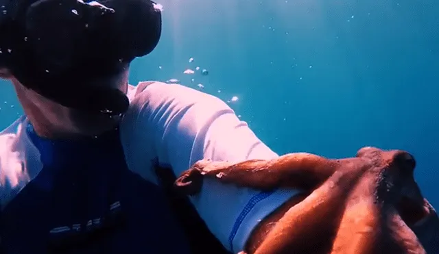 YouTube viral: pescador ingresa al fondo del mar y termina ‘enganchado’ con enorme pulpo [VIDEO]