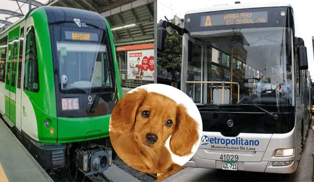 Conoce las indicaciones para viajar con tu mascota en el Metropolitano y Metro de Lima