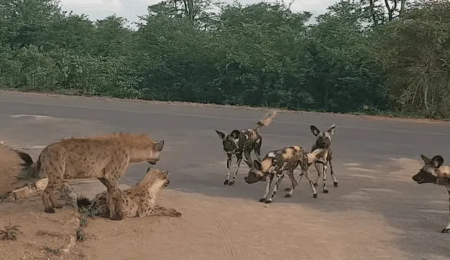 YouTube viral: hiena defiende a sus crías de hambrientos perros salvajes en la selva de África [VIDEO]
