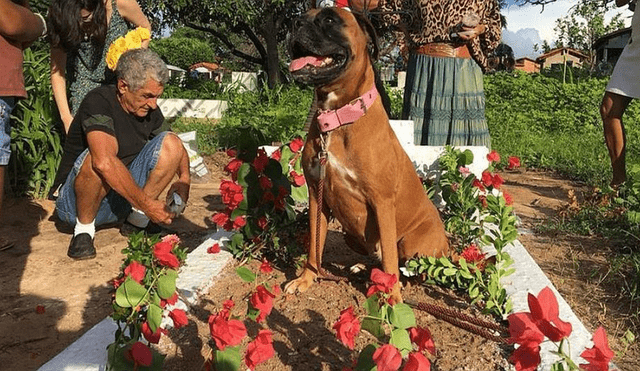 Instagram: La lealtad de un perro a su dueña que ni la muerte logró separar