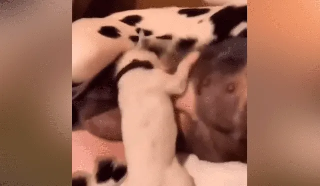 Desliza las fotografías para ver la curiosa escena que protagonizó un perro bebé cuando se alimentaba con la leche de su madre. Foto: Captura.