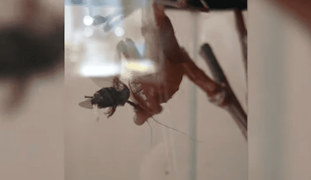 La mosca intentó salvar a sus crías, mientras era devorada por la mantis. Foto: captura