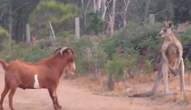YouTube viral: cabra intenta atacar a canguro 'boxeador' y se lleva una terrible lección' [VIDEO]  