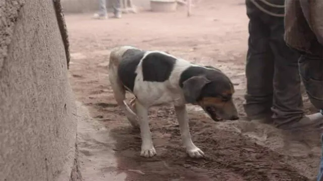 Facebook: Perro ayuda a rescatistas a encontrar los cuerpos de sus dueños