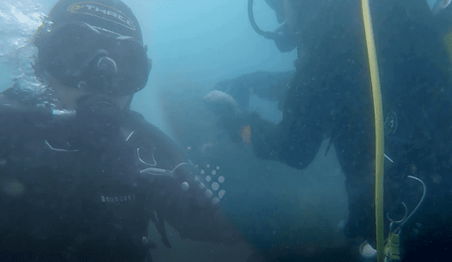 Intrépida anciana que buceaba en las profundidades del mar rescató a un tiburón.