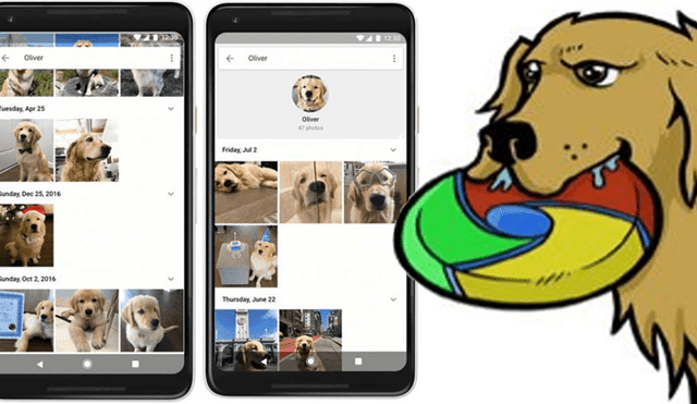 Google Photos ahora podrá reconocer y etiquetar a tu mascota