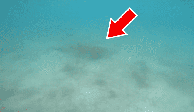 Un video viral muestra cómo un hombre hizo algo increíble para evitar se devorado por un gigantesco tiburón.
