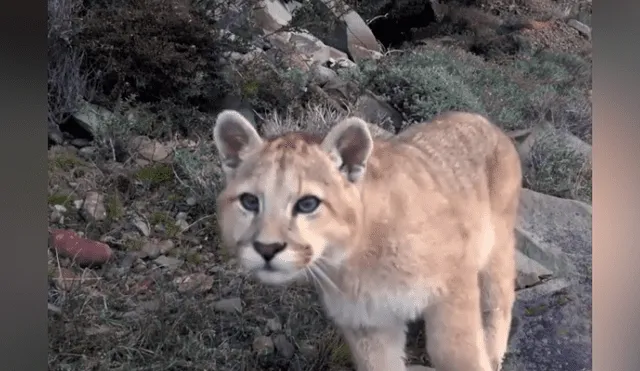 Desliza hacia la izquierda para ver las imágenes del puma bebé que fue captado por una cámara escondida en el recinto de felinos. El video es viral en YouTube.