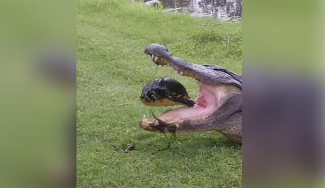 El gigantesco reptil atrapó a la tortuga, pero esta huyó cuando trató de comérsela. Foto: YouTube