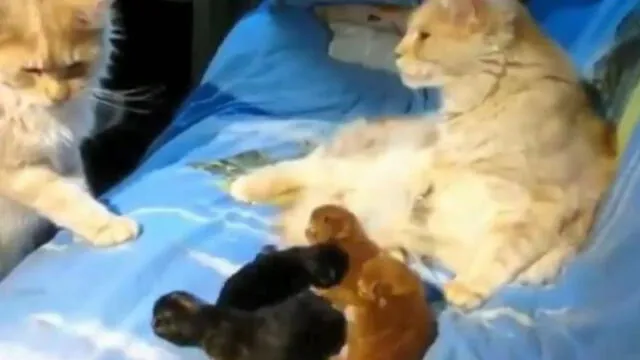Facebook: gato dudó de su paternidad al conocer a sus crías [VIDEO]