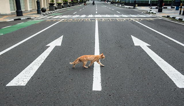 Un gato cruza una calle vacía en Bandung, Indonesia, el 1 de abril de 2020, en medio de la actual pandemia de coronavirus. Foto: EFE