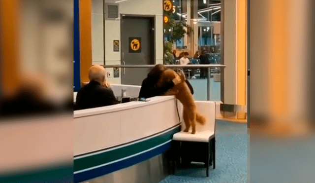 En Facebook, un perro cautivó con su comportamiento al pedir unas amorosas caricias a una trabajadora.