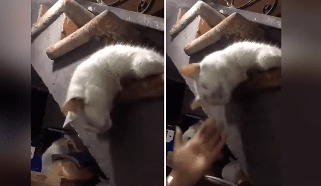 Gato finge estar muerto y su dueña hace algo insólito para “revivirlo” [VIDEO] 
