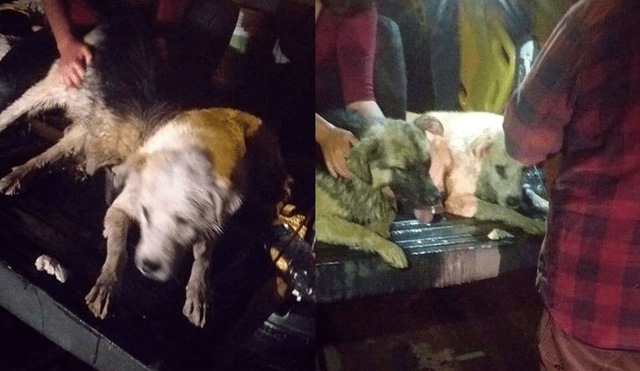 Algunos perritos fueron rescatados y están recuperándose.