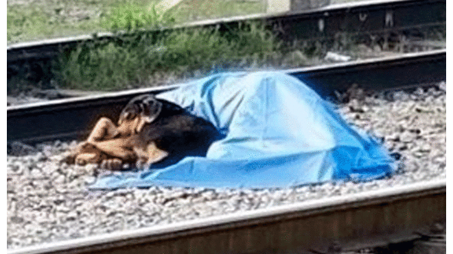 Perro acompañó a su dueño fallecido tras ser atropellado por tren [VIDEO]