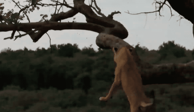 El pequeño león pisó mal y por más que intentó agarrarse al árbol, terminó cayendo. Foto: captura